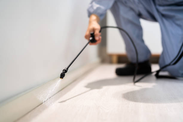 Licensed Wasp Control service in Idaho Springs, CO - Nex Pest Control