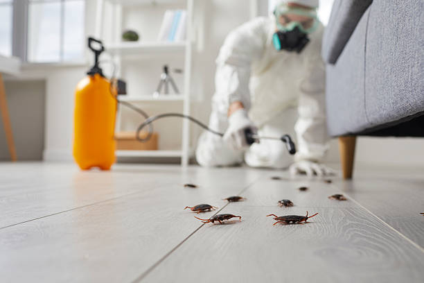 Trusted Cockroach Control service in Idaho Springs, CO - Nex Pest Control